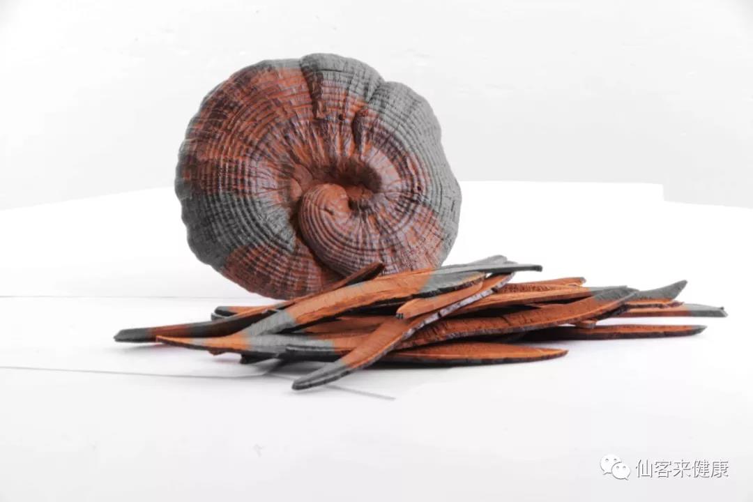 中國(guó)靈芝十大品牌|仙客來(lái)靈芝|仙客來(lái)靈芝破壁孢子粉|仙客來(lái)孢子油|仙客來(lái)靈芝飲片|仙客來(lái)破壁孢子粉|仙客來(lái)靈芝中藥飲片|馳名商標(biāo)|www.uglowindustry.com|