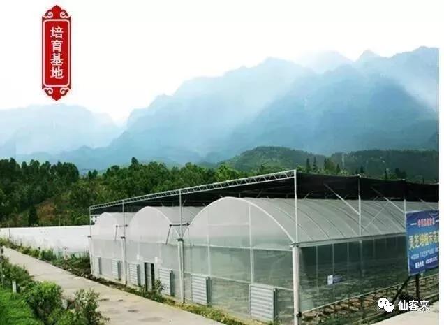 中國靈芝十大品牌|仙客來靈芝|仙客來靈芝破壁孢子粉|仙客來孢子油|仙客來靈芝飲片|仙客來破壁孢子粉|仙客來靈芝中藥飲片|馳名商標|www.uglowindustry.com|