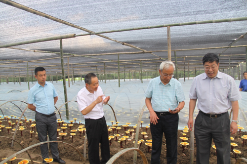 杭州亞運會官方靈芝產(chǎn)品供應商|杭州亞運會官方供應商|中國靈芝十大品牌|仙客來靈芝|仙客來靈芝破壁孢子粉|仙客來孢子油|仙客來靈芝飲片|仙客來破壁孢子粉|靈芝孢子油|孢子粉|靈芝破壁孢子粉|靈芝|中華老字號