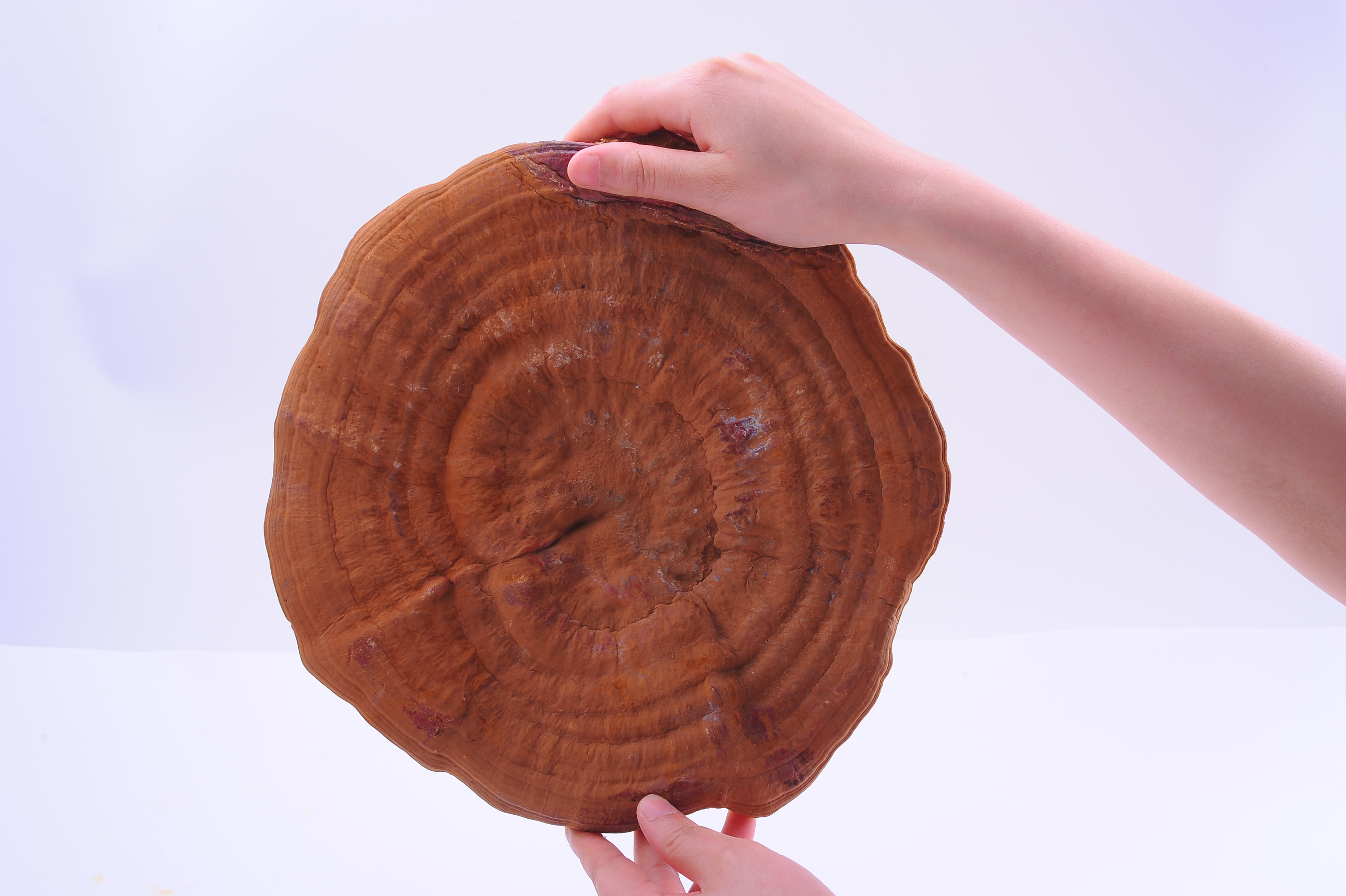 杭州亞運(yùn)會(huì)官方靈芝產(chǎn)品供應(yīng)商|杭州亞運(yùn)會(huì)官方供應(yīng)商|中國(guó)靈芝十大品牌|仙客來(lái)靈芝|仙客來(lái)靈芝破壁孢子粉|仙客來(lái)孢子油|仙客來(lái)靈芝飲片|仙客來(lái)破壁孢子粉|靈芝孢子油|孢子粉|靈芝破壁孢子粉|靈芝|中華老字號(hào)