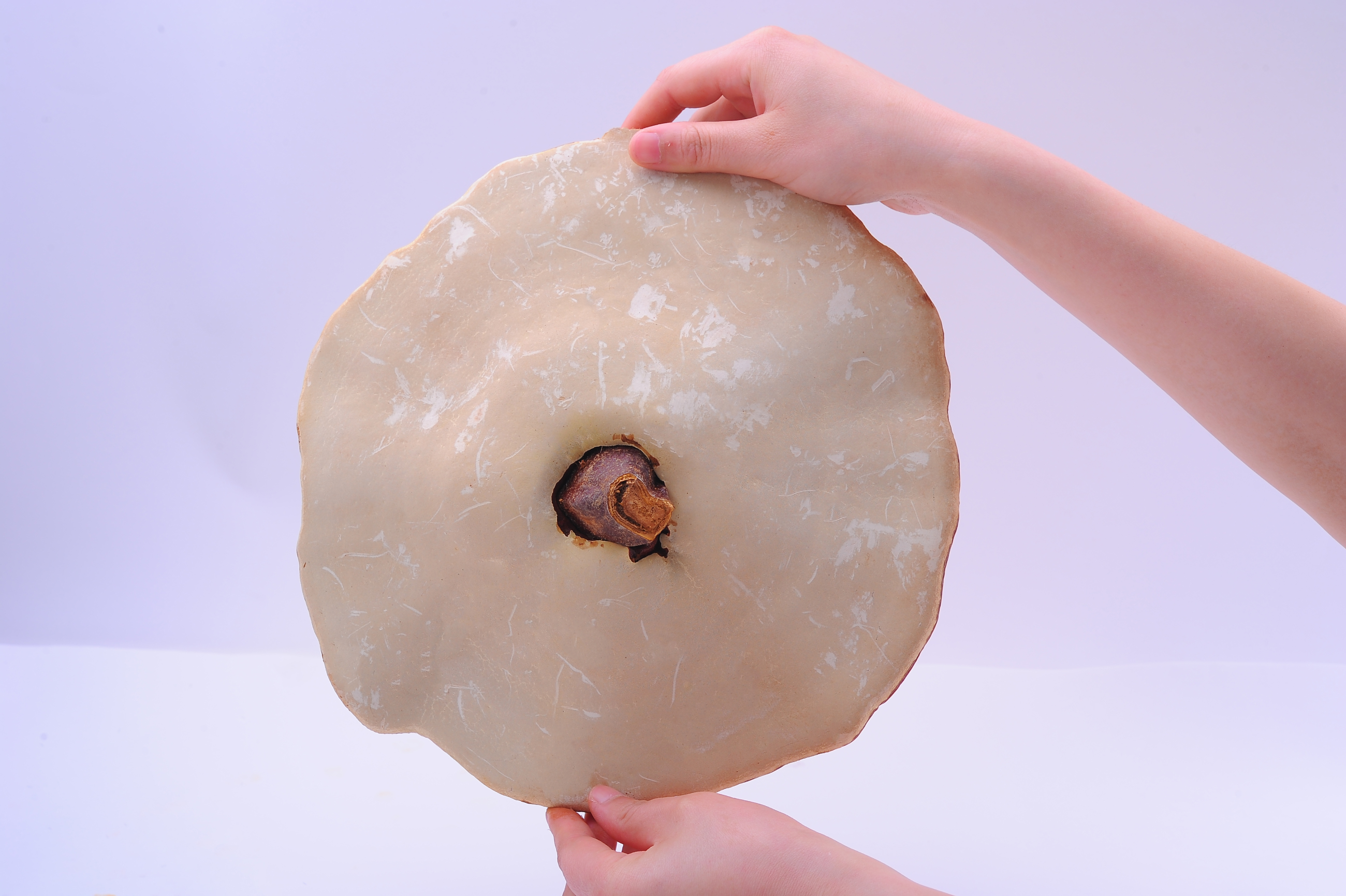 杭州亞運(yùn)會(huì)官方靈芝產(chǎn)品供應(yīng)商|杭州亞運(yùn)會(huì)官方供應(yīng)商|中國(guó)靈芝十大品牌|仙客來(lái)靈芝|仙客來(lái)靈芝破壁孢子粉|仙客來(lái)孢子油|仙客來(lái)靈芝飲片|仙客來(lái)破壁孢子粉|靈芝孢子油|孢子粉|靈芝破壁孢子粉|靈芝|中華老字號(hào)