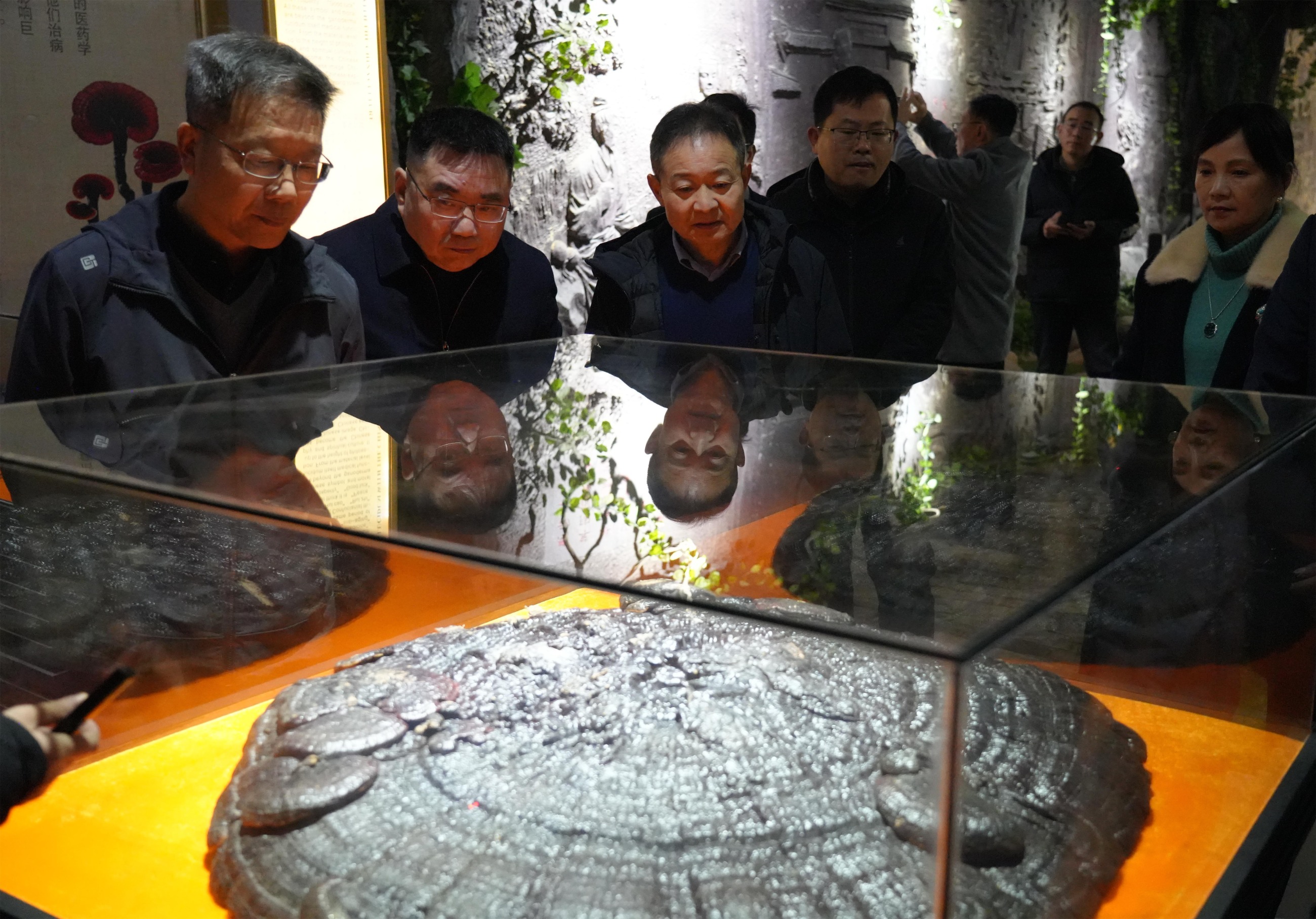 杭州亞運(yùn)會(huì)官方靈芝產(chǎn)品供應(yīng)商|杭州亞運(yùn)會(huì)官方供應(yīng)商|中國靈芝十大品牌|仙客來靈芝|仙客來靈芝破壁孢子粉|仙客來孢子油|仙客來靈芝飲片|仙客來破壁孢子粉|靈芝孢子油|孢子粉|靈芝破壁孢子粉|靈芝|中華老字號