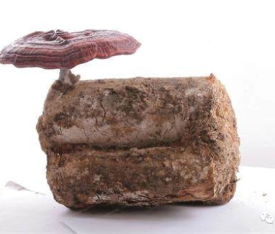 2020全國兩會特別報(bào)道：關(guān)于新冠疫情，看名醫(yī)、人大代表和政協(xié)委員如何說？