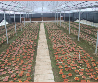 “仙客來”又一項產品榮獲全國發(fā)明展覽會“金獎”